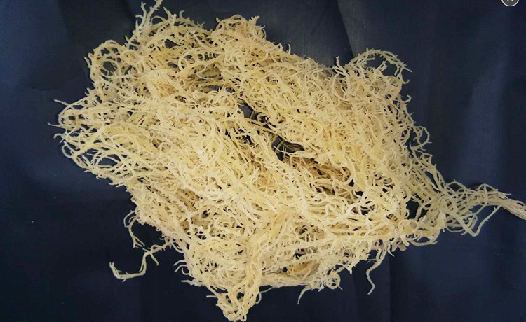 福建渔民自产新鲜石花菜龙须菜凉菜凉拌食材海藻海冻鹿角菜麒麟菜