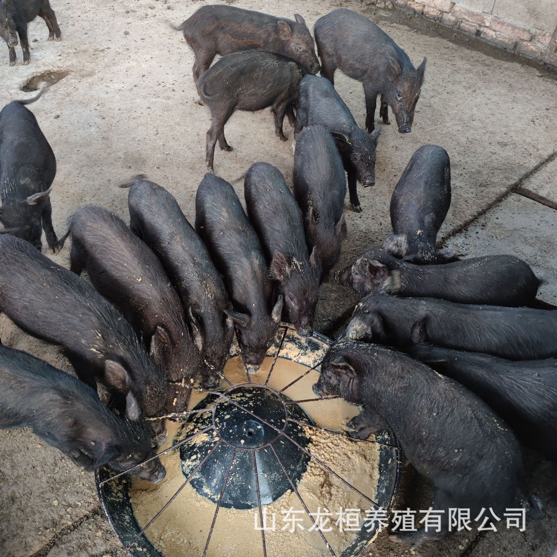 自家养殖场出售藏香猪幼苗活体 黑猪崽幼猪活物 成年藏香猪价格