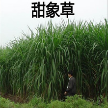 台湾甜象草种子养殖牧草种子畜牧多年生牧草牛羊饲料喂牛饲料草种