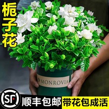 栀子花盆栽花卉植物室内带花苞阳台水培绿植大树苗四季好养茉莉花