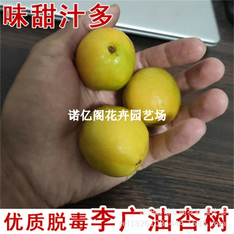 嫁接杏树果苗无毛李广杏树果苗盆栽地栽南北方种植甜杏仁杏树果苗