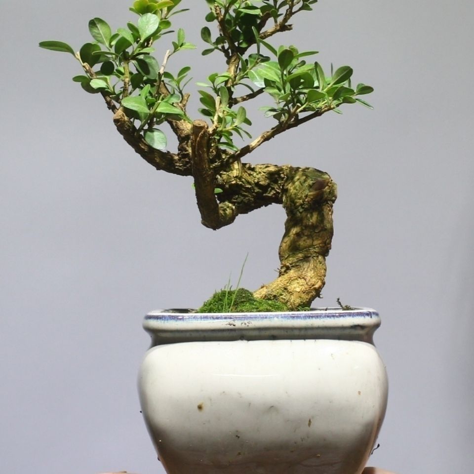 千景园基地直销黄杨熟桩盆景瓜子品种小绿植四季常青植物