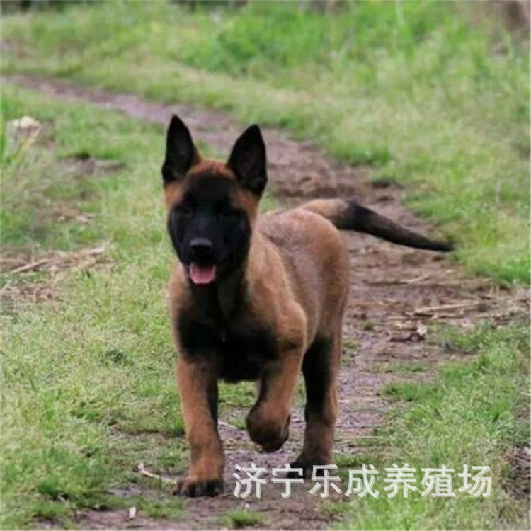爆红马犬多少钱一只 训话好的马犬价格是多少-阿里巴巴