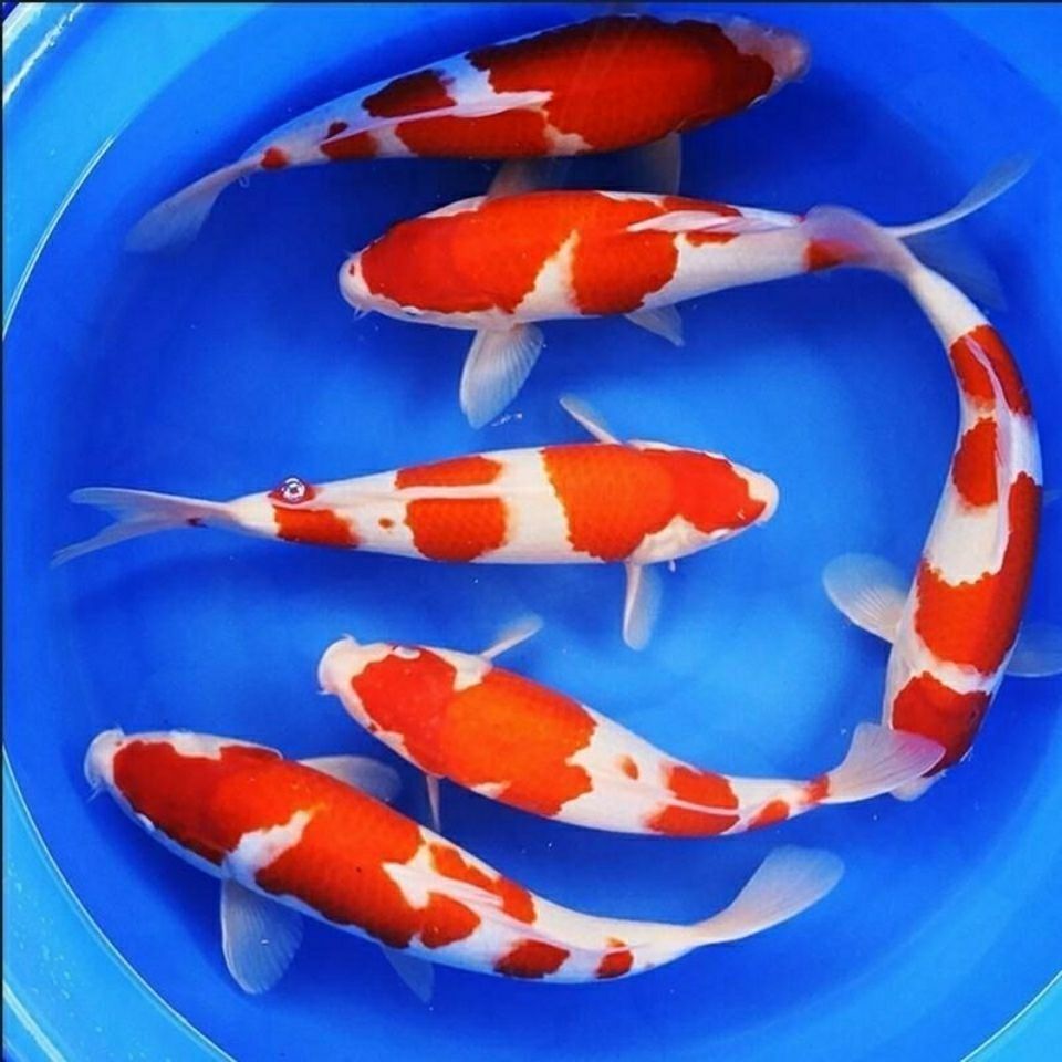 锦鲤冷水淡水鱼观赏宠物鱼风水鱼好养耐活金鱼活鱼大小鱼批发组合