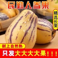 【十个勤天助农】甘肃民勤新鲜人参果树上熟沙漠人生大果应季水果