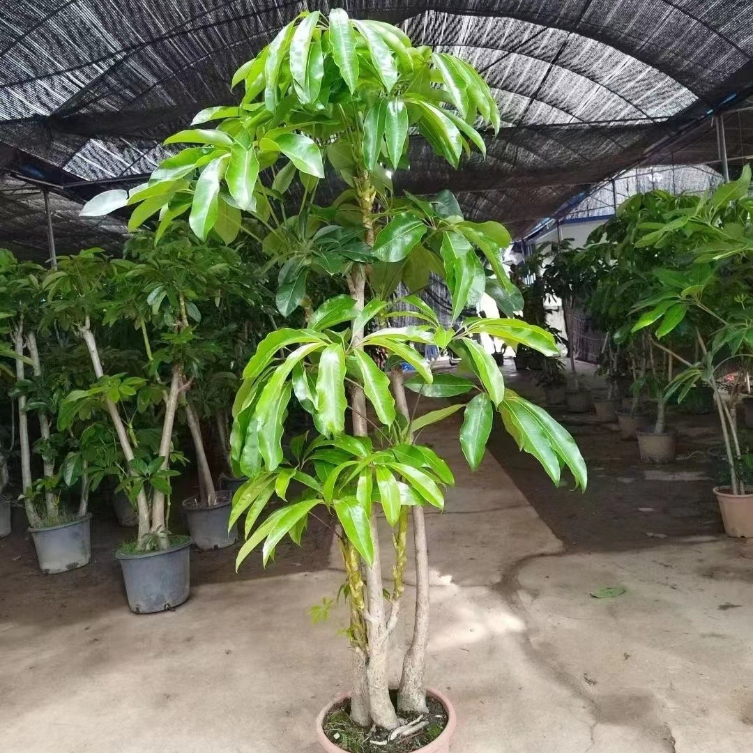 基地直发阿尔卑斯大叶伞氛围感植物室内室外大绿植落地大叶伞盆景-阿