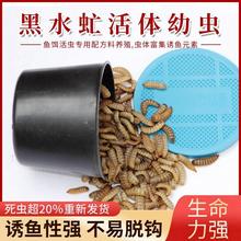新品蚊子幼虫沙虫子黄辣丁黄v颡鱼三活峰鲢鱼麻鱼