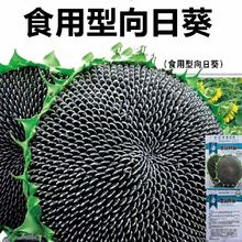 食用型向日葵种子易种高产瓜子种子食用向日葵花籽阳台大田种植