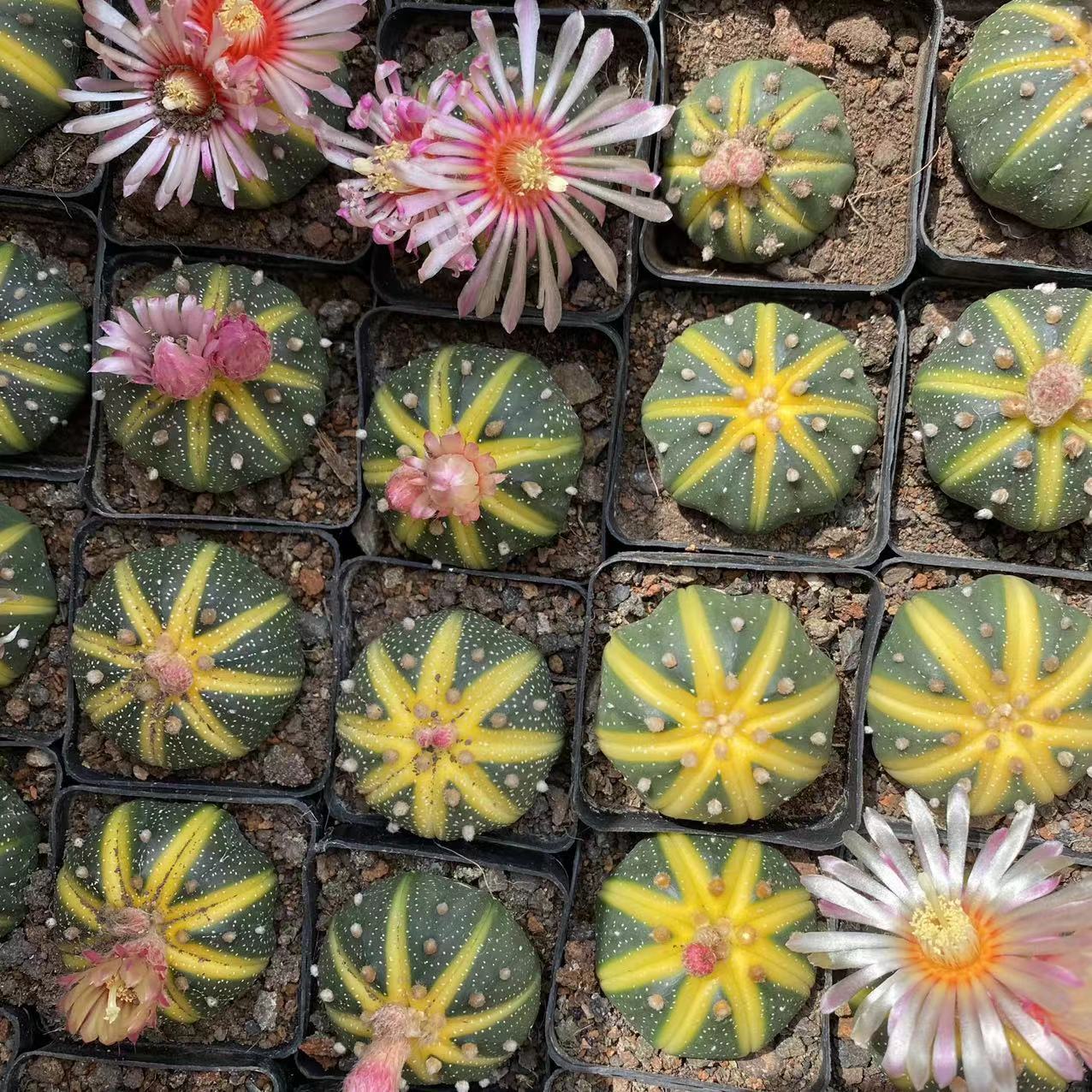 星兜 星球锦西瓜星兜多肉植物实生仙人球药锦 实拍3-4cm球茎