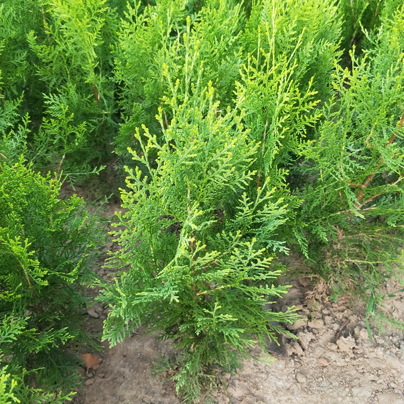 洒金柏植物小盆景香松庭院阳台松树柏树四季常青树苗可盆栽地栽批