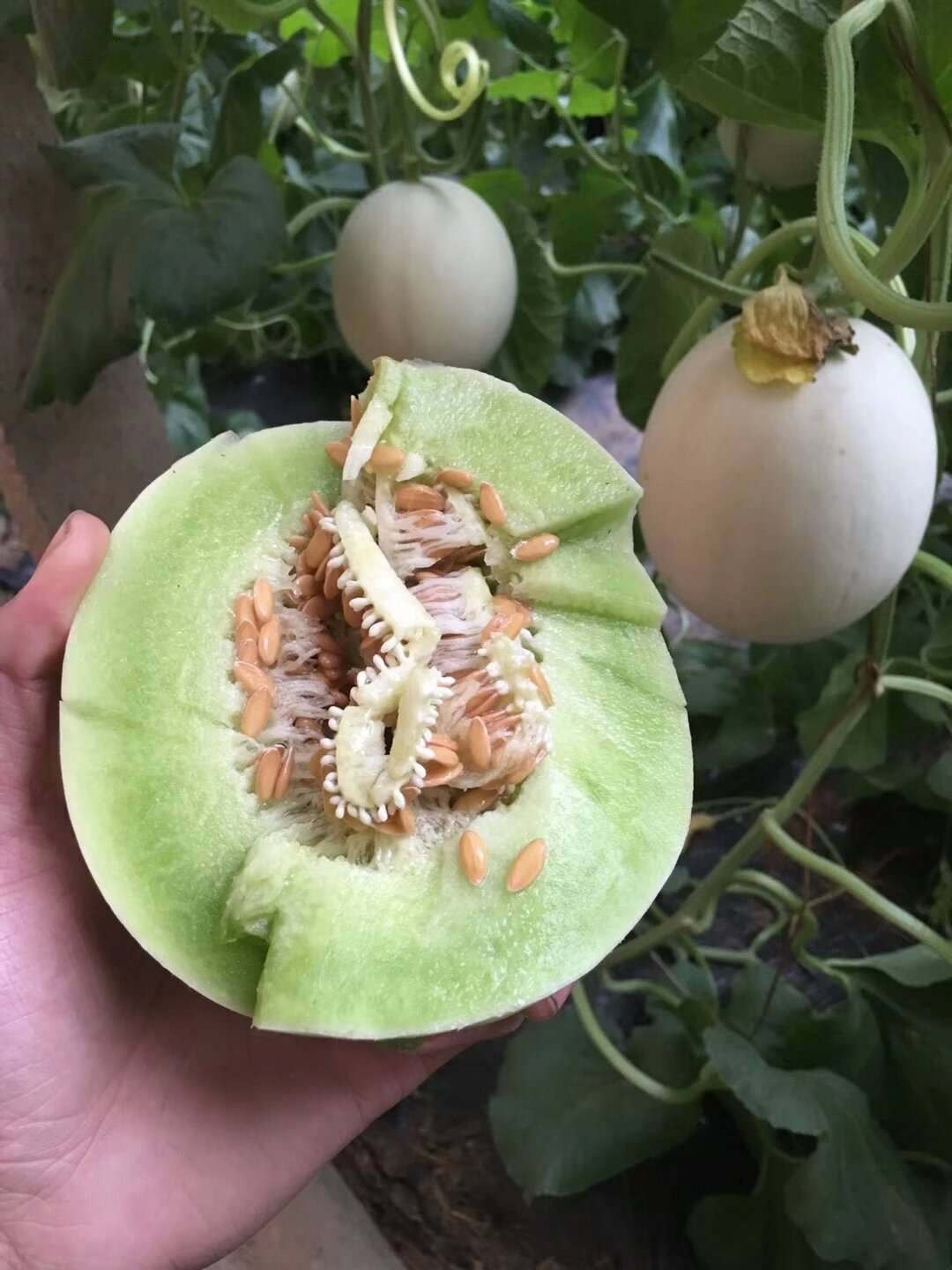 正品 正宗山东玉菇甜瓜-4.