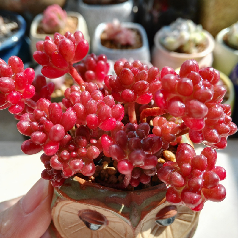 多肉植物红色浆果组合盆栽绿植园艺花卉办公室室内阳台新款萌肉肉