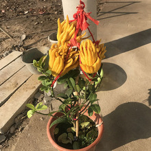 佛手苗金佛手树苗带花果四季阳台室内盆栽庭院种植佛手柑一件代发