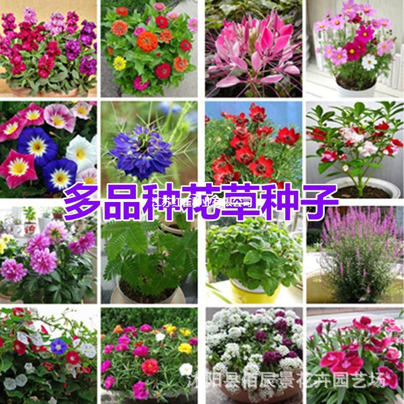 批发花草种子组合四季庭院太阳花向日葵种子批发松果菊非洲菊雏菊