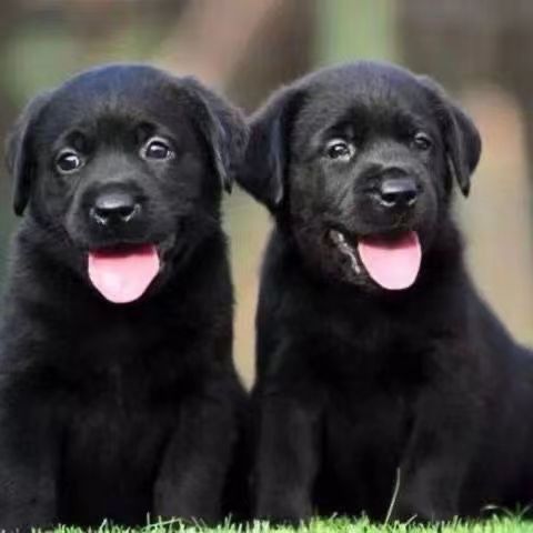 纯黑色拉布拉多活体幼犬奶白色米黄色拉布拉多导盲犬宠物狗中型犬