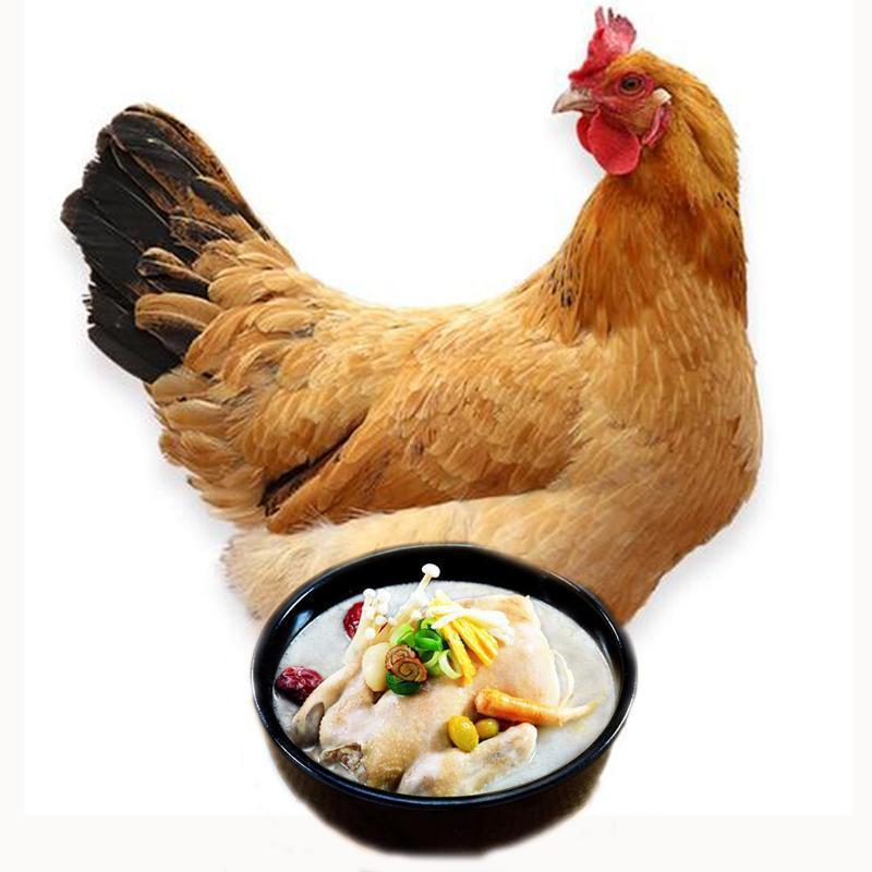 正宗散养土鸡农家笨鸡走地鸡整只三黄鸡冷冻白条鸡肉新鲜非老母鸡