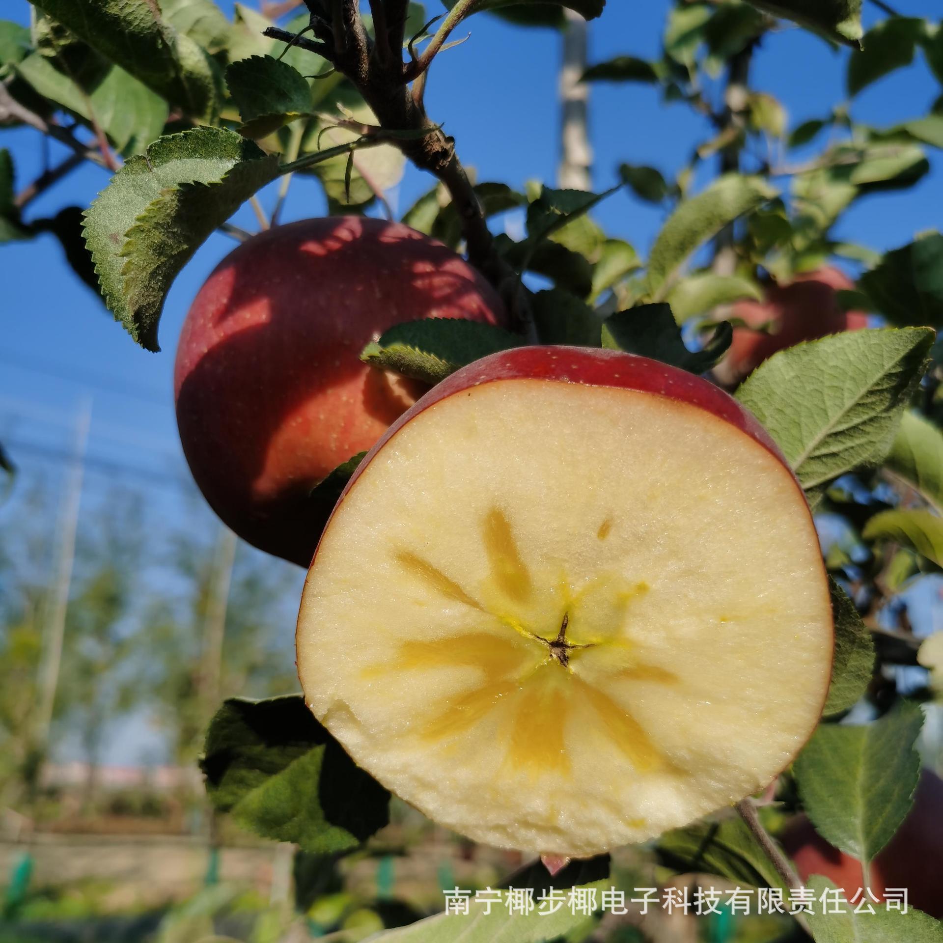 山西运城冰糖心丑苹果脆甜多汁新鲜采摘当季苹果水果