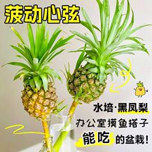 水培菠萝动感光菠可食用凤梨办公室香蕉禁止蕉绿创意桌面绿植水养