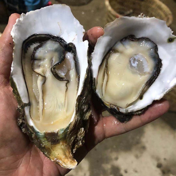 正宗湛江官渡生蚝鲜活海鲜水产特大号10斤新鲜带壳牡蛎海蛎子套餐