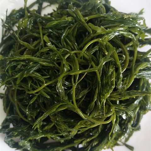 甄选 新鲜盐渍马尾藻草鞭炮笋海草海带长寿菜螺旋藻凉拌火锅酒店