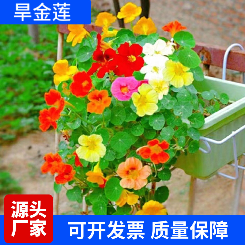 旱金莲种子垂吊旱荷花籽草种乌金莲花籽四季盆栽易种爬藤攀爬吊兰
