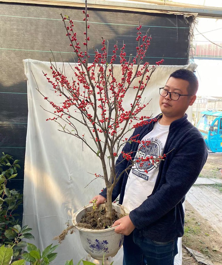 北美冬青盆栽红果冬青精品老桩盆景庭院盆栽带果子发货一件代发