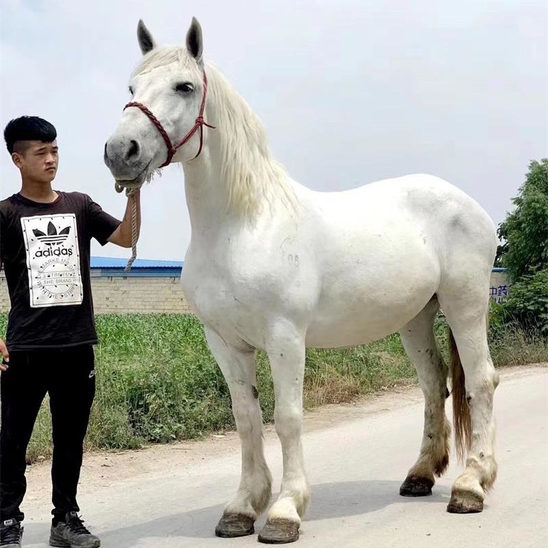 影视骑乘蒙古马活体教学骑乘蒙古马价格活马蒙古马马驹