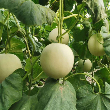 海南玉菇甜瓜10冰淇淋蜜瓜新鲜水果当季整箱香瓜蜜瓜密瓜批发