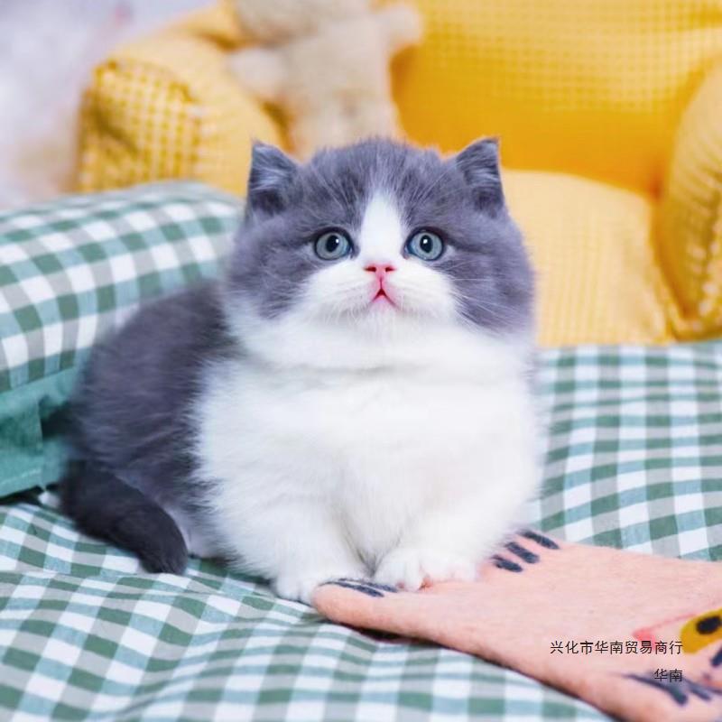 猫活体蓝白猫幼猫活体长毛金渐层猫幼猫德文卷毛猫德文异瞳猫活体