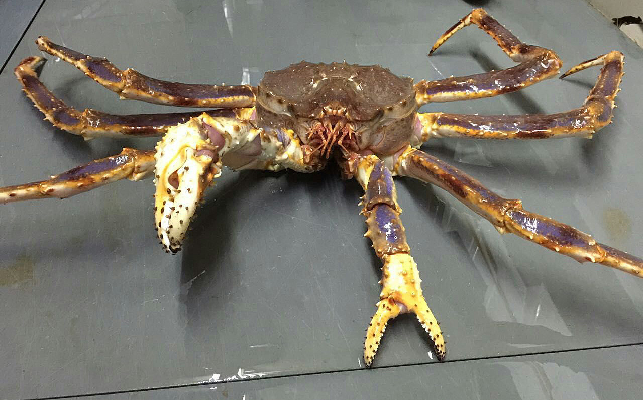 冰鲜帝王蟹海鲜水产新鲜长脚蟹海蟹特大螃蟹酒店自助餐供应皇帝蟹