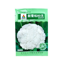 科诚新雪松80天松花菜种子新雪松100天松花菜种子青梗松花菜种子