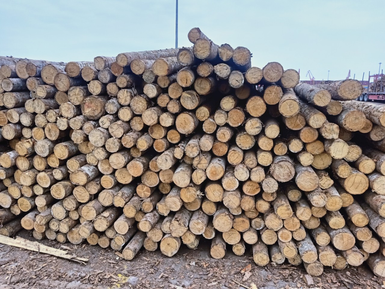 各种规格松木打桩木3米落叶松木桩4米直径18cm白松桩木浙江上海6m