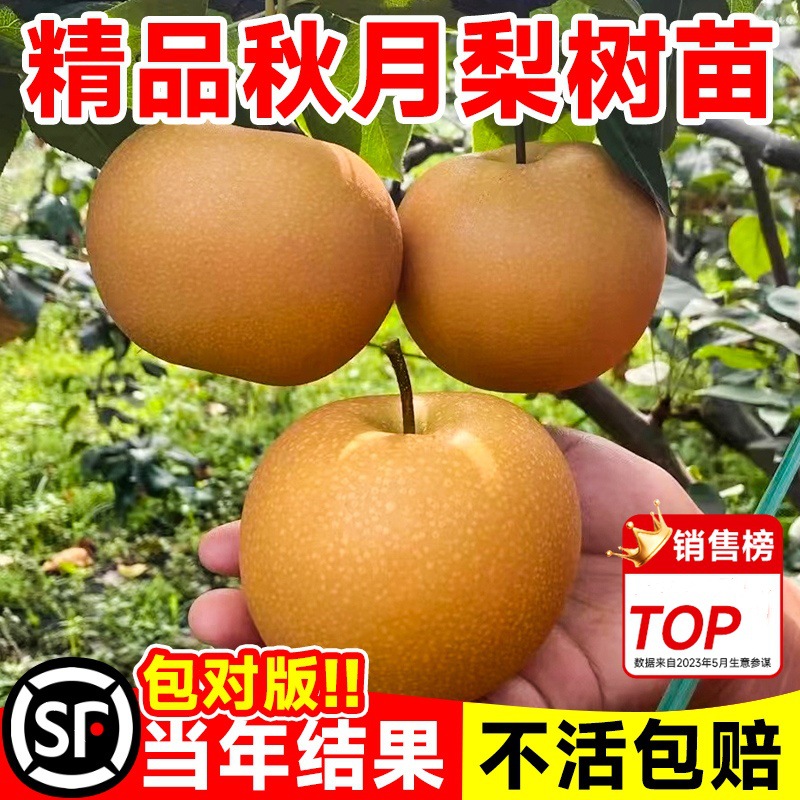 正宗秋月梨树果苗嫁接皇冠树果树盆栽庭院地栽当年结果南北方种植
