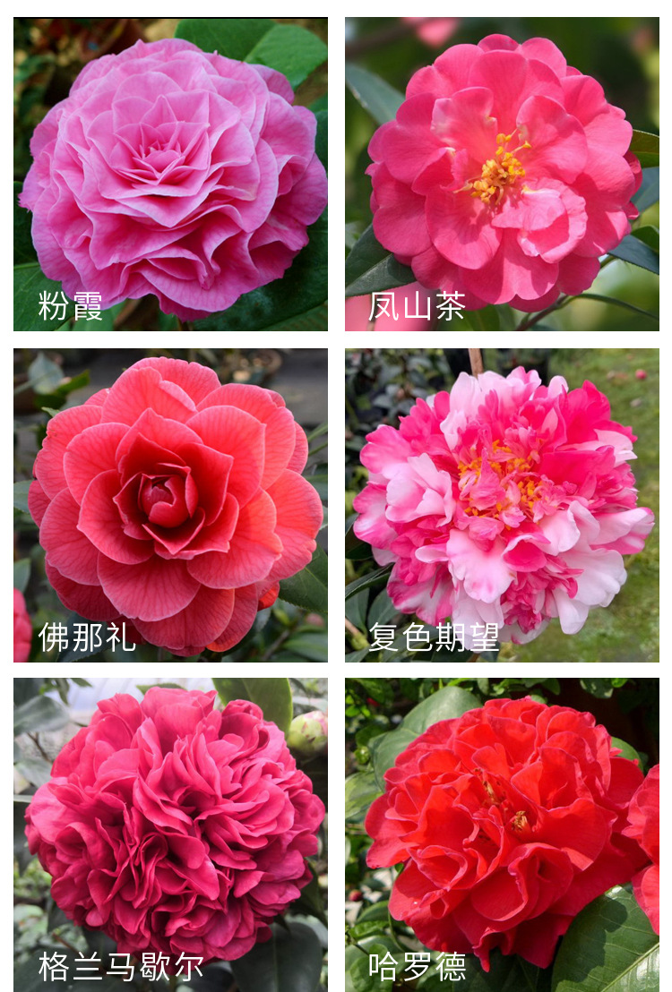 商品描述规格埃尔西朱瑞,爱丽丝姑娘,白瑞琪,白天鹅,伯拜范,茶花仙子