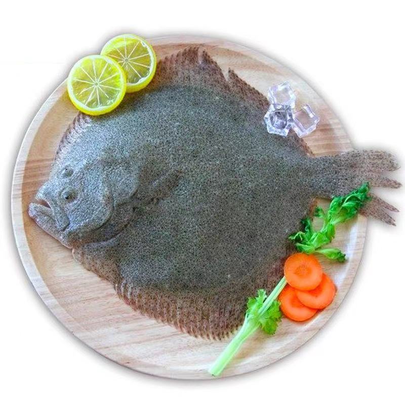 海鱼活冻多宝鱼大菱鲆鱼比目鱼新鲜多宝鱼海鲜水产野生鱼鲽鱼代发