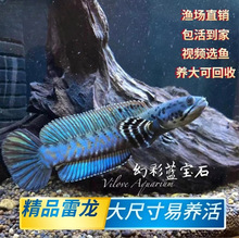 黄金眼镜蛇雷龙网红鱼8-10公分苗野生进口包邮包损一条也是批