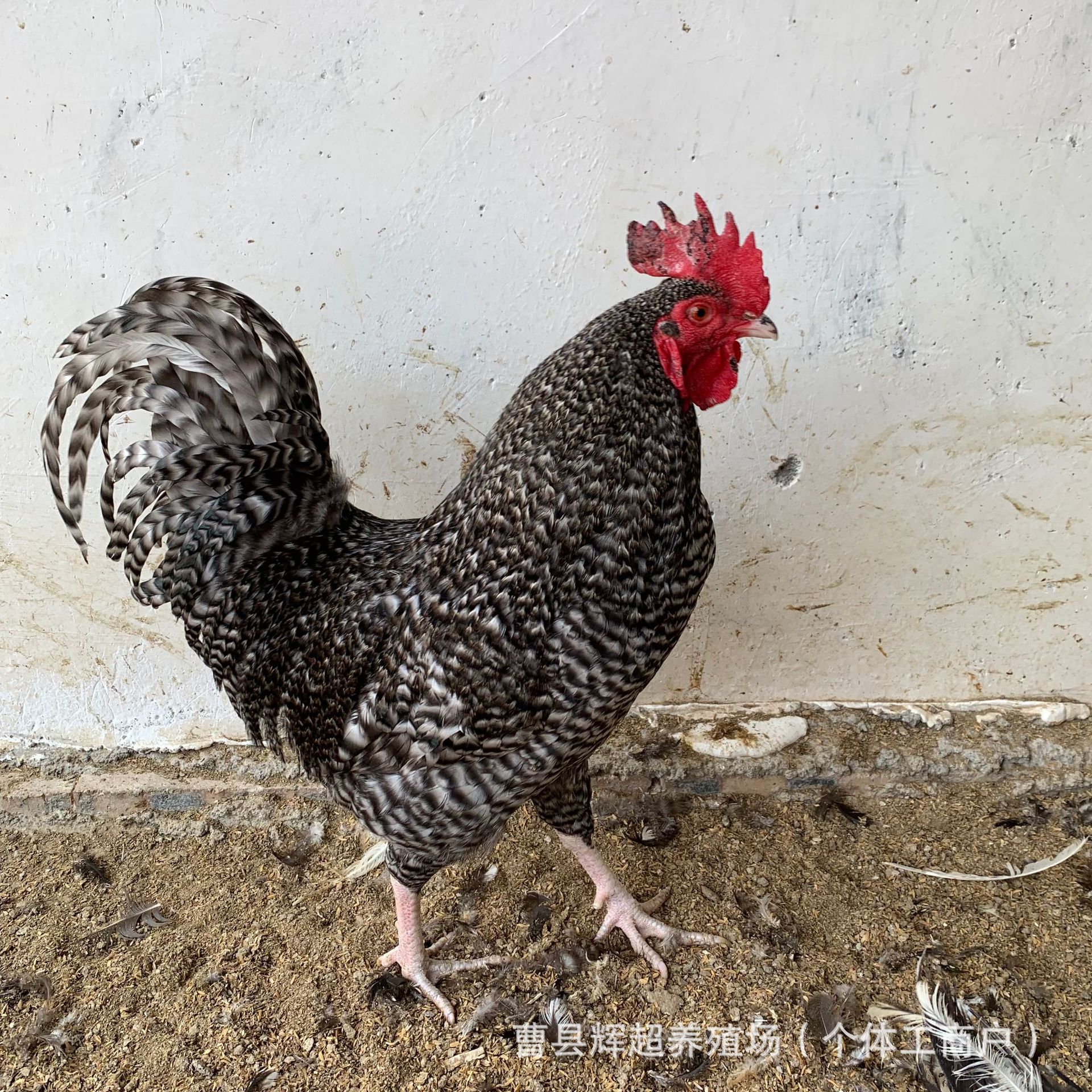 半斤芦花鸡活体鸡苗大种芦花鸡苗活体脱温鸡幼苗芦花母鸡种蛋价格