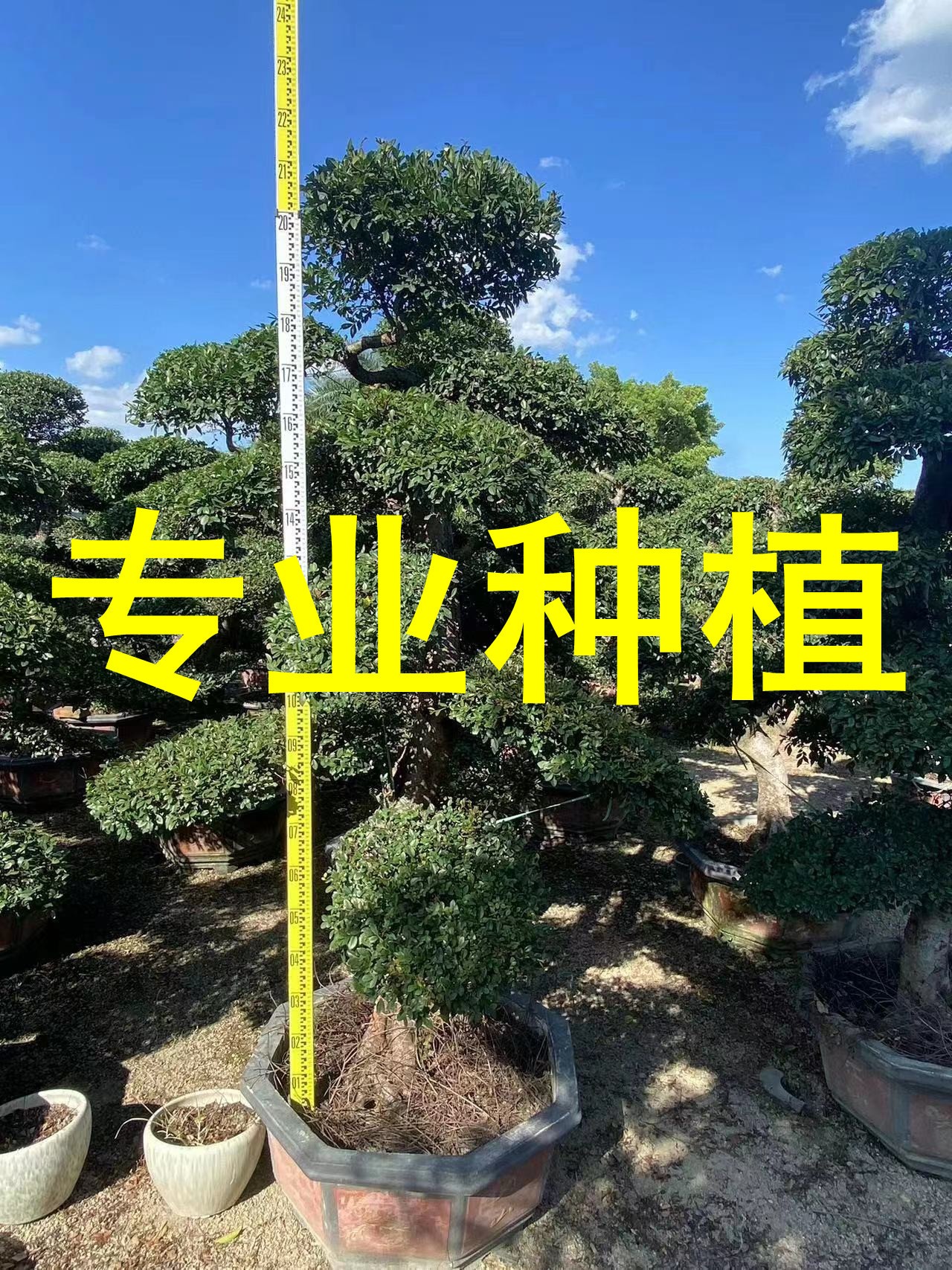 福建s造型榆树桩头价格 漳州榆树桩景报价 浙江榆树盆景种植基地