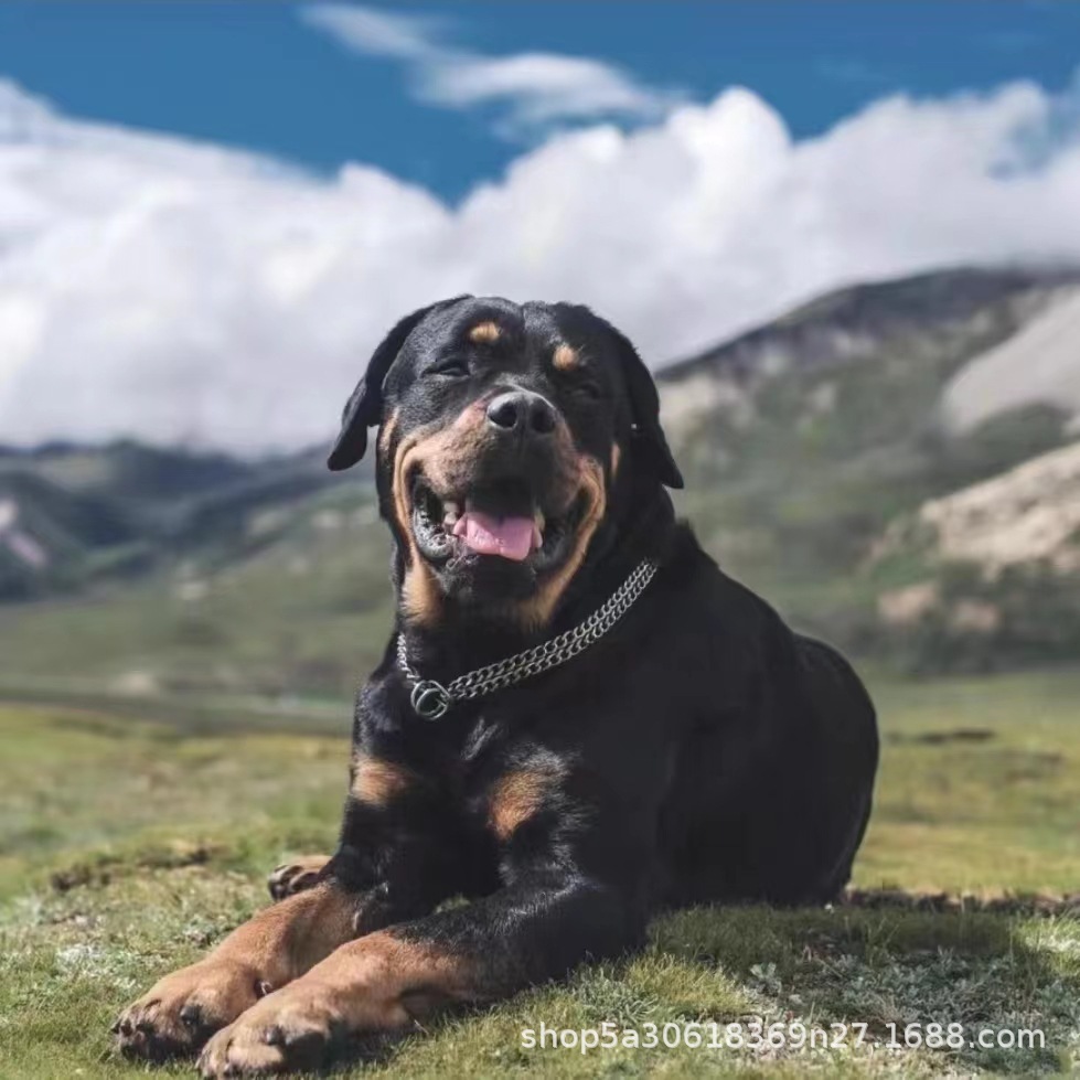 罗威纳幼犬 纯种德系罗威纳大型护卫犬 警犬防暴犬宠物狗狗