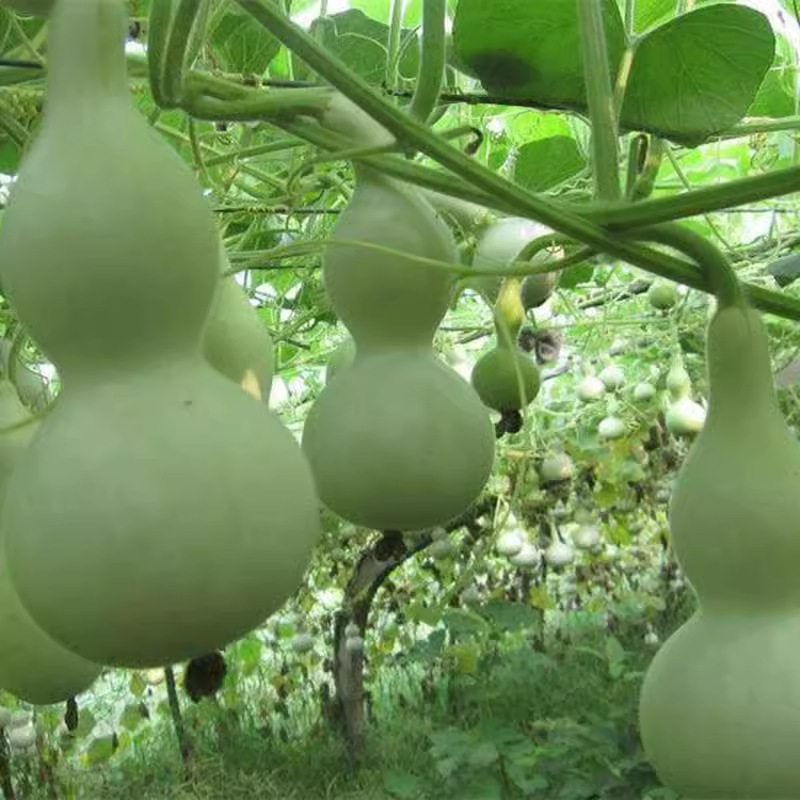 宝葫芦种子阳台盆栽爬藤葫芦籽玩具小亚葫芦庭院户外围栏攀爬植物
