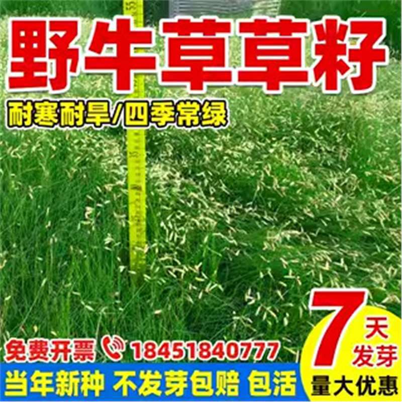 野牛草草籽护坡固土草坪草种籽矮生四季常青耐旱耐寒可做牧草种子