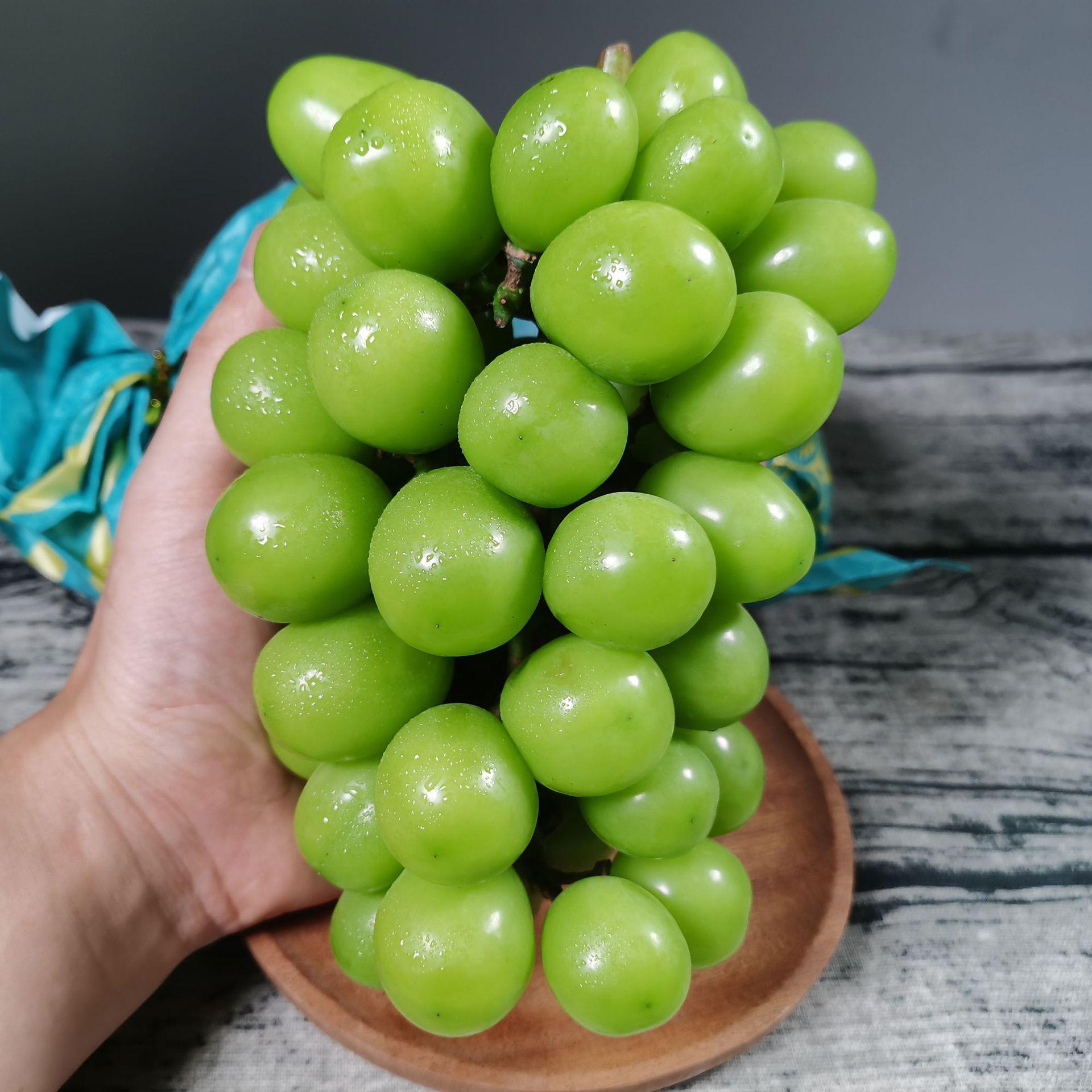 香印青提一级大果 阳光玫瑰葡萄 晴王无籽提子新鲜当季水果批发