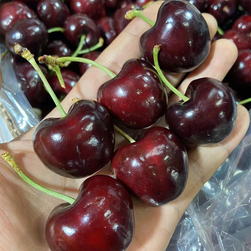 【顺丰空运】智利进口车厘子桑缇娜santina当季新鲜车厘子2斤5斤