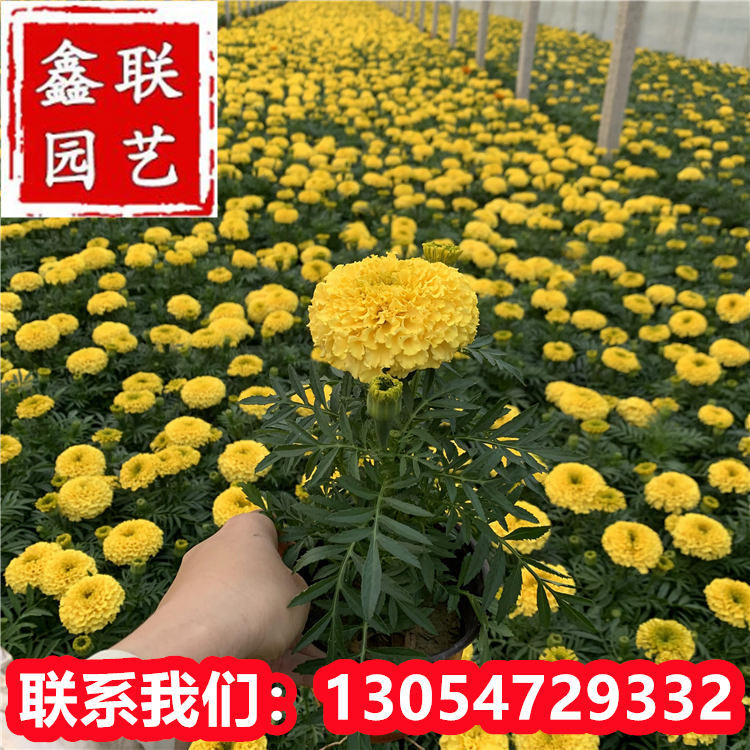 北京万寿菊双色杯苗 广场公园绿化租摆 时令花卉万寿菊 基地批发