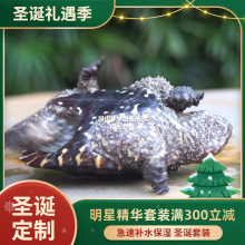 男龟蜜原种大鳄龟苗钓鱼真鳄龟宠物观赏龟大小佛杂变异大鳄龟z.