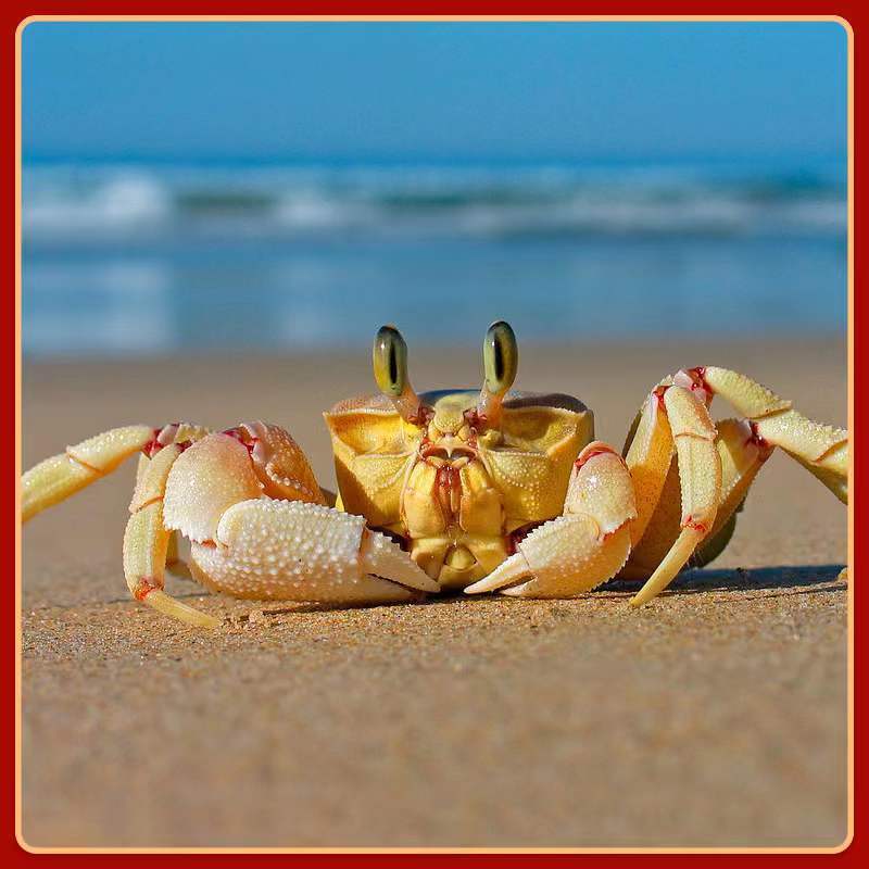 买二送一中华大眼沙蟹寄居蟹宠物蟹迷你辣椒蟹相手蟹螃蟹小萌宠