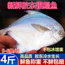 水澜丞水澜丞海新鲜海捕银鲳鱼大昌鱼平鲳鳊鱼白鲳鱼非冷冻金鲳鱼