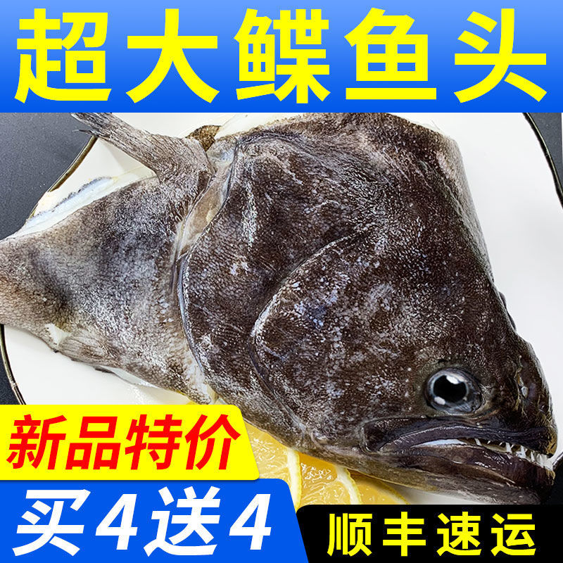 马鲛鱼鲽鱼头新鲜特大碟鱼头比目鱼鸦片冷冻偏口鱼深海大鱼头水产