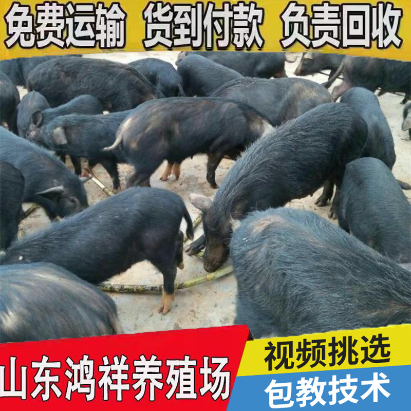 四川哪里有卖藏香猪种猪的 鸿祥大量批发怀孕藏香猪种猪 价格低廉
