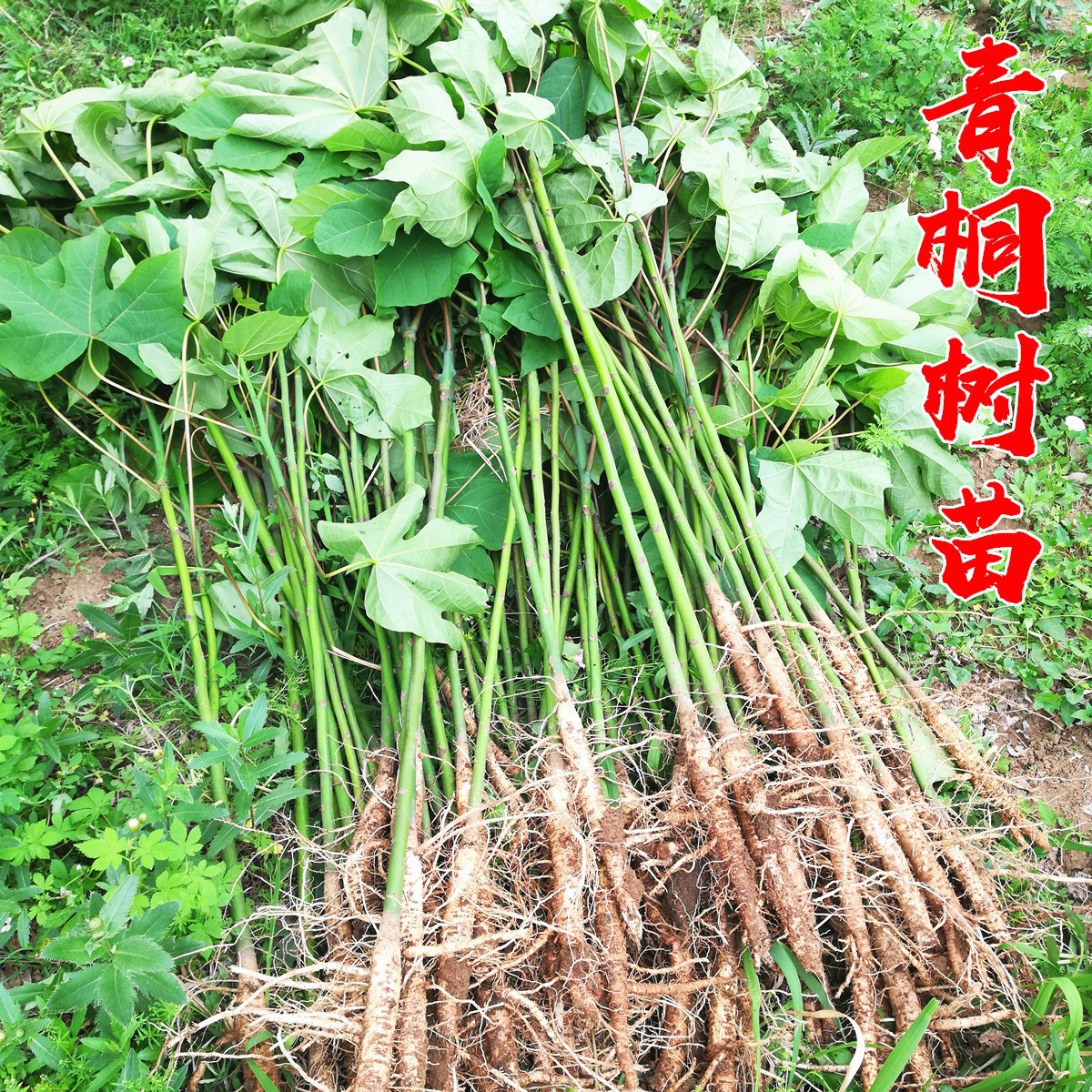 青桐树苗梧桐树苗庭院绿化风景树绿化苗木行道树青桐苗桐麻树